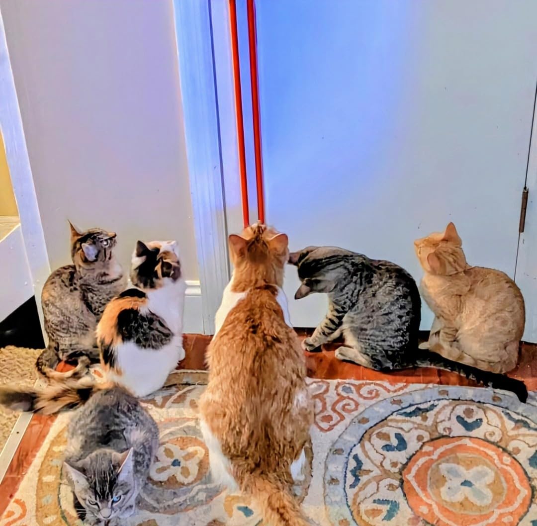 Moody Pet FLING-AMA-STRING Automatic cat toy: Interactive Cat Toy for Bored Indoor Cats with motorized String Action, Ideal Hanging Door Toy for cats