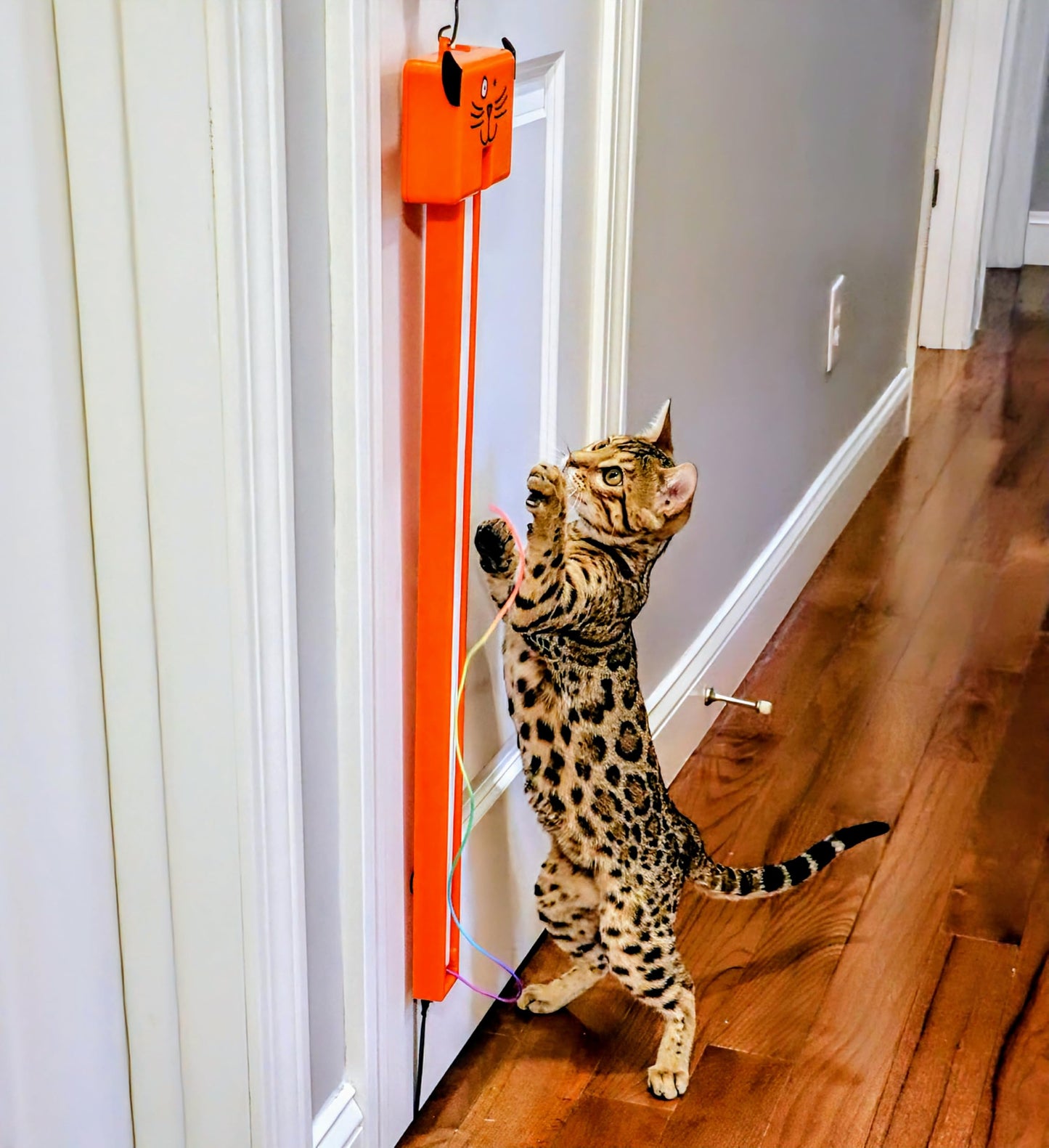 Moody Pet FLING-AMA-STRING Automatic cat toy: Interactive Cat Toy for Bored Indoor Cats with motorized String Action, Ideal Hanging Door Toy for cats